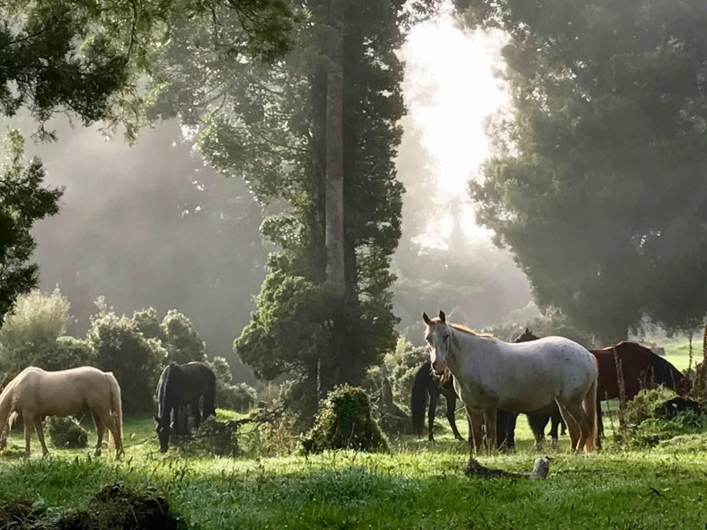 Horses @ Pukatea Hill